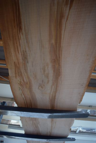 beech plank (BU-11-11)