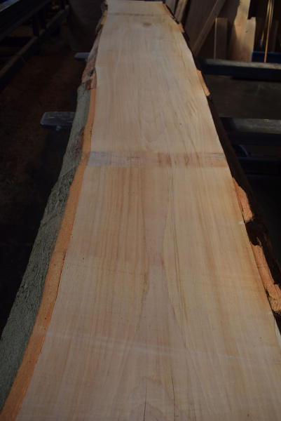 beech plank (BU-11-12)