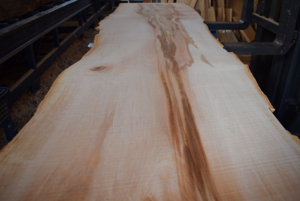 beech plank (BU-11-2)