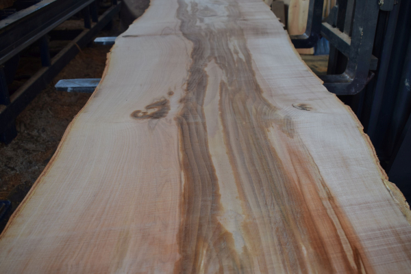 beech plank (BU-11-3)