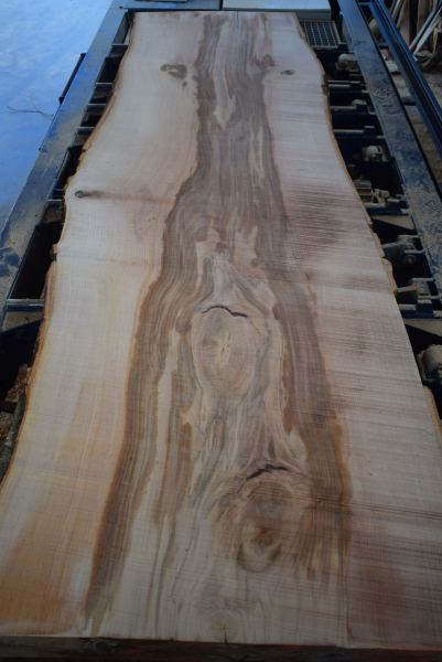 beech plank (BU-11-3)