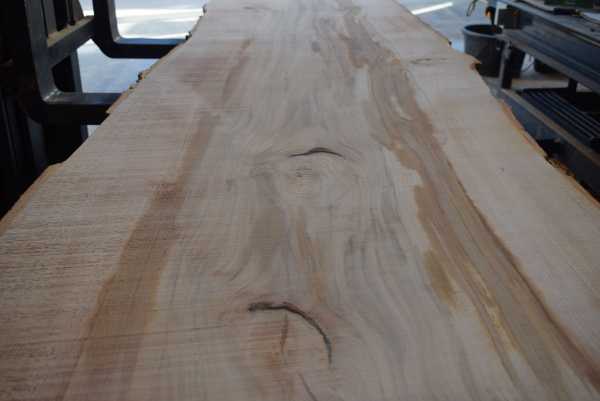 beech plank (BU-11-4