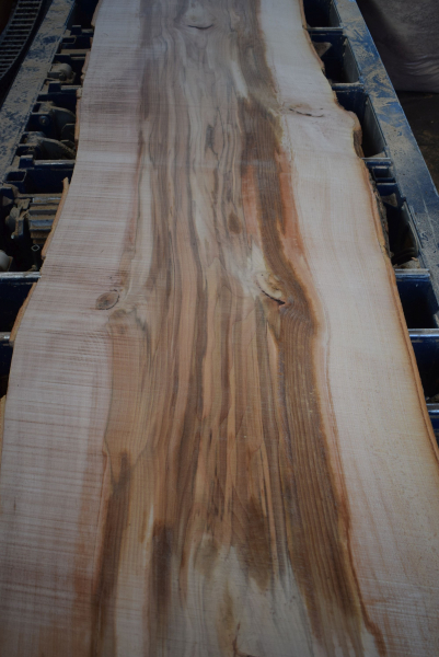 beech plank (BU-11-4