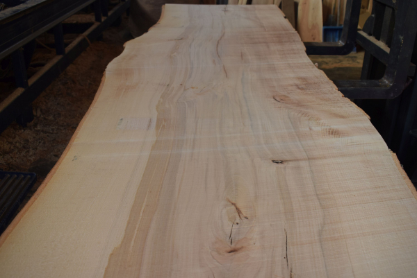 beech plank (BU-11-5)