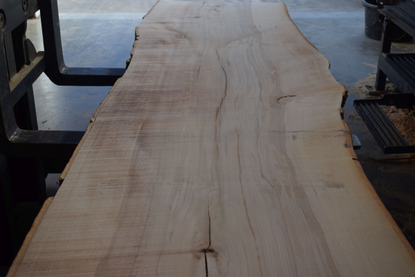 beech plank (BU-11-5)