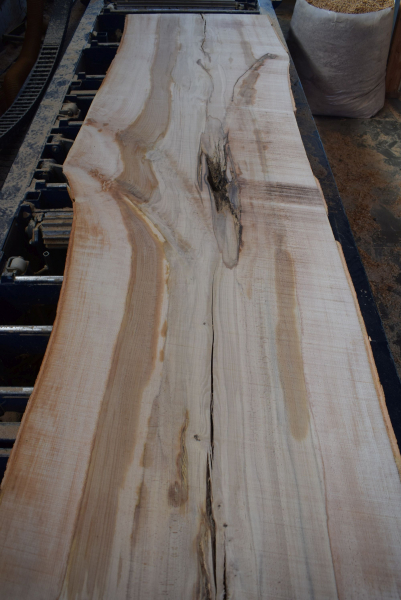 beech plank (BU-11-6)