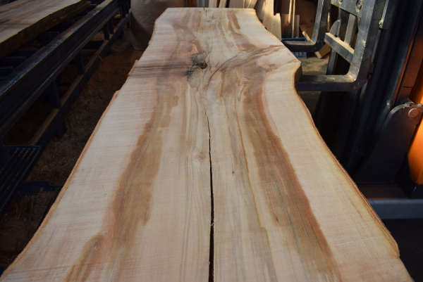 beech plank (BU-11-7)