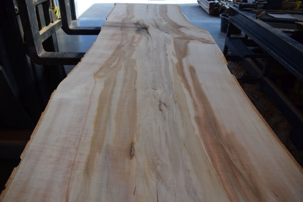 beech plank (BU-11-8)