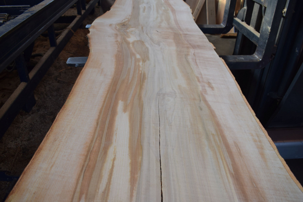 beech plank (BU-11-9)