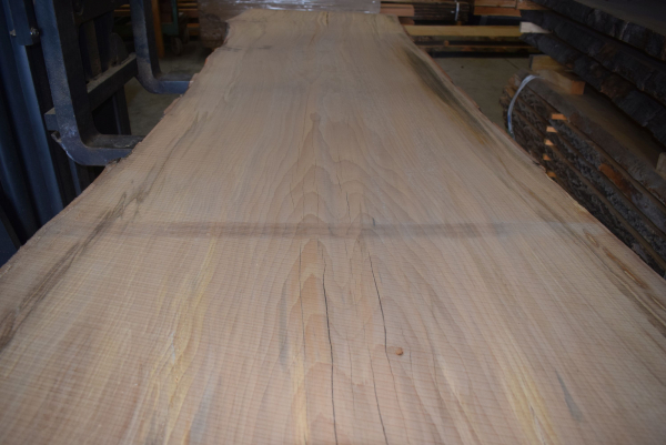 beech plank (BU-12-3)