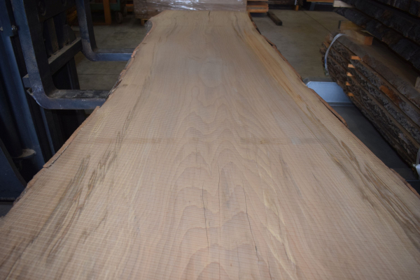 beech plank (BU-12-4)