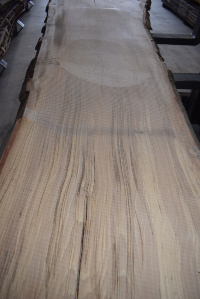 beech plank (BU-12-5)