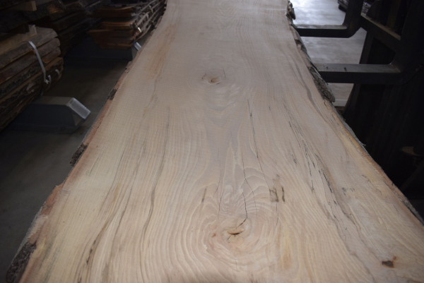 beech plank (BU-12-6)