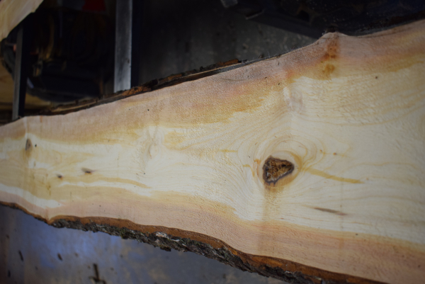 Alder plank ER17-5