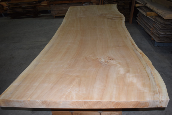 Solid wood slab of black poplar