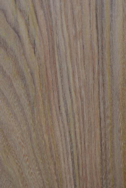 american Elm plank (A-UL-E45)