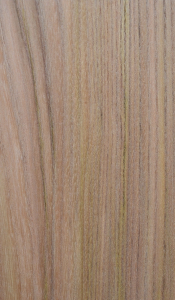 american Elm plank (A-UL-E46)