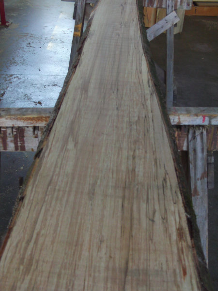 beech plank (BU-E21.1)